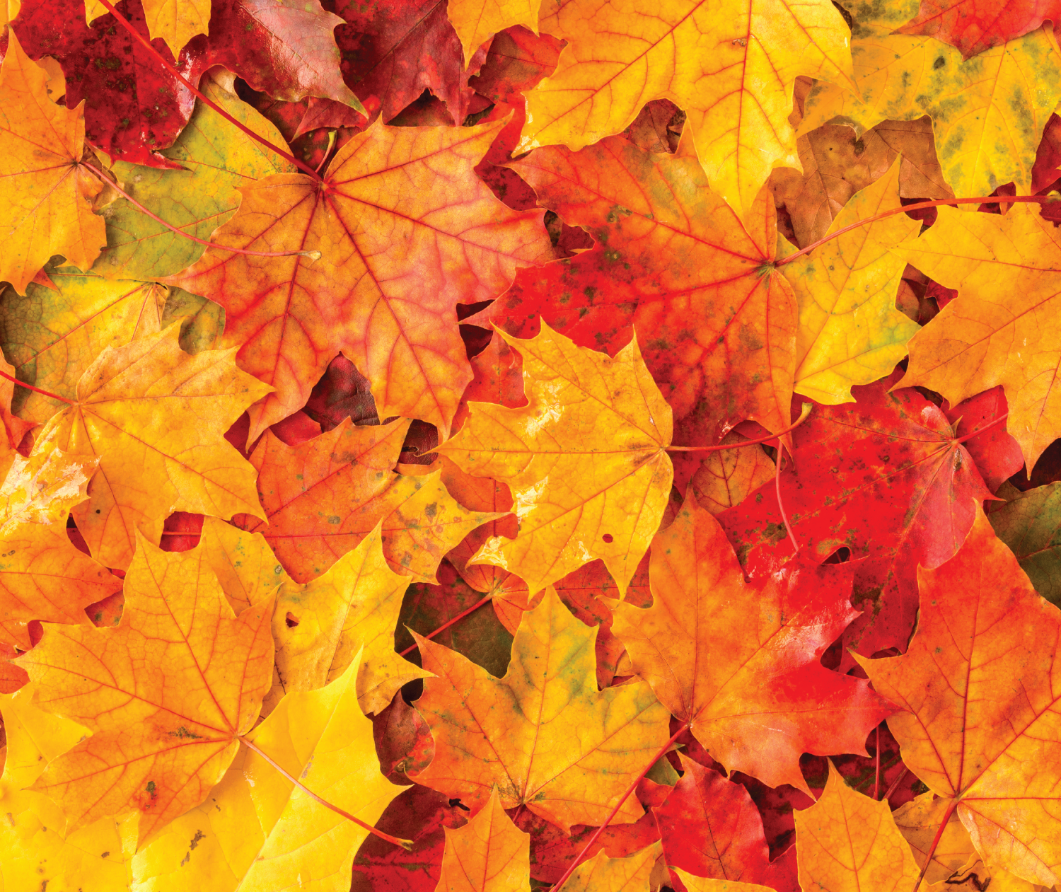 GSH Says Hello To Autumn
